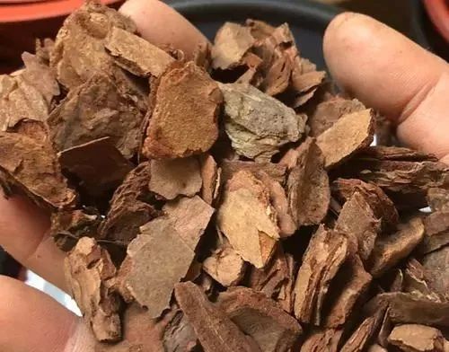 蝴蝶兰烂根怎么处理啊,蝴蝶兰烂根的原因和处理方法