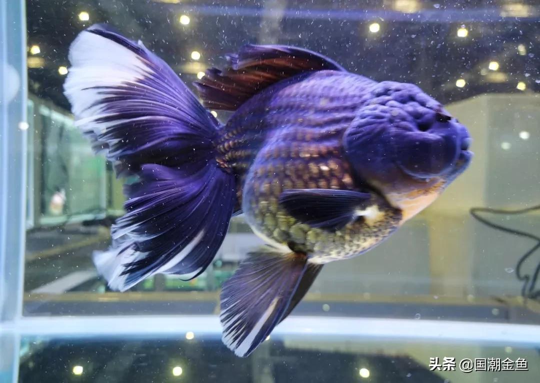 鱼缸多少鱼可以旺财运,养鱼是否旺财运和运气