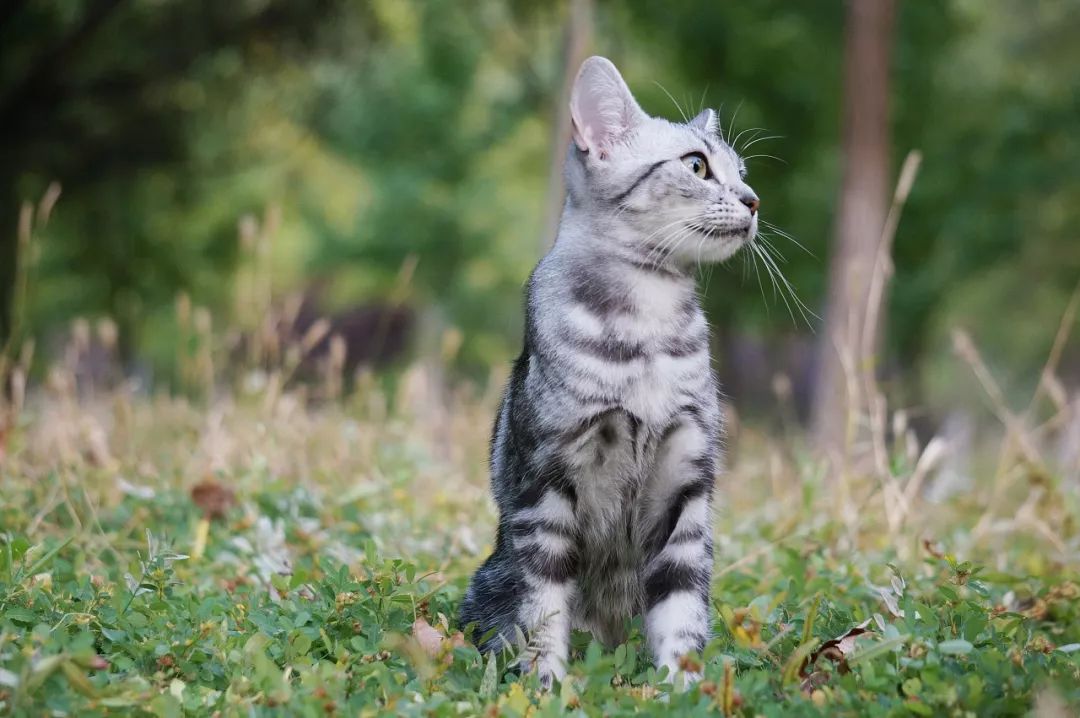 哪种猫好养又美短,好养的猫品种排行榜