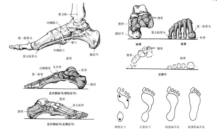 踝关节体态评估,体态评估如何评估踝关节内外翻