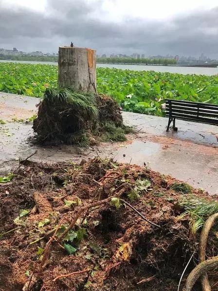 西湖60年大树被连根拔起,西湖大树被淹断电