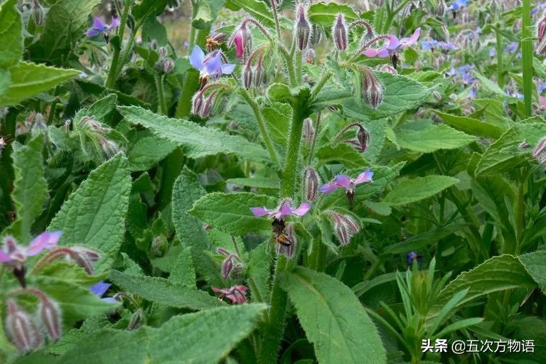 欧洲十大奇怪蔬菜 (欧洲冷门蔬菜)