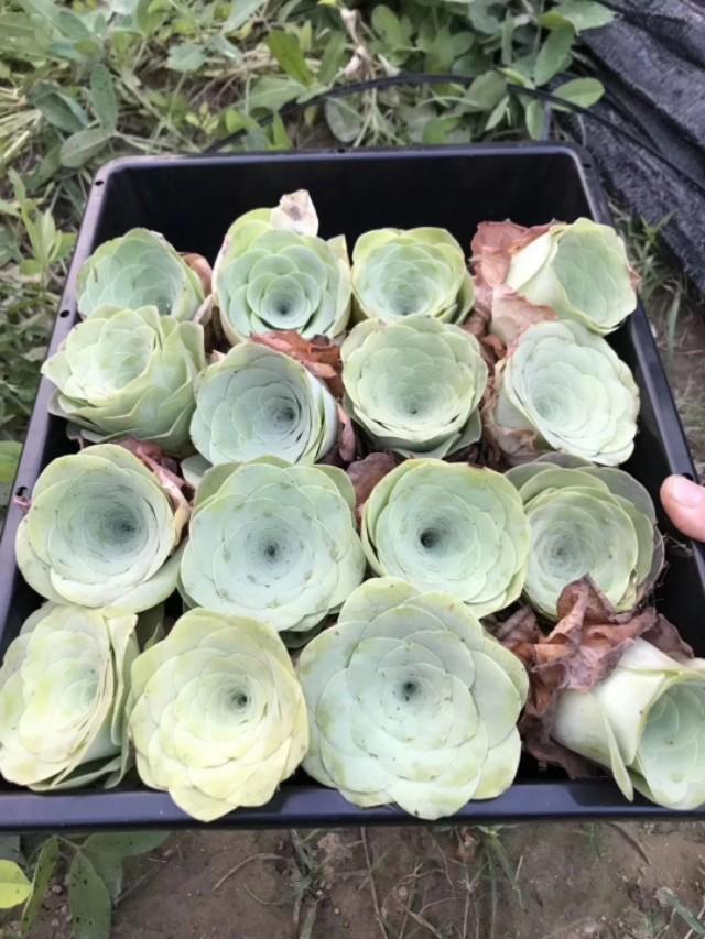 山地玫瑰的休眠期,山地玫瑰休眠期图片