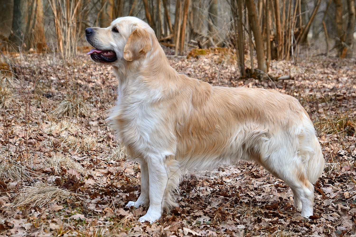 适合敏捷训练的犬种有哪些,什么犬种最聪明又好训战斗力强