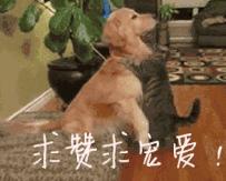 十大错误养猫举止你犯了几个,五种错误的养猫方式