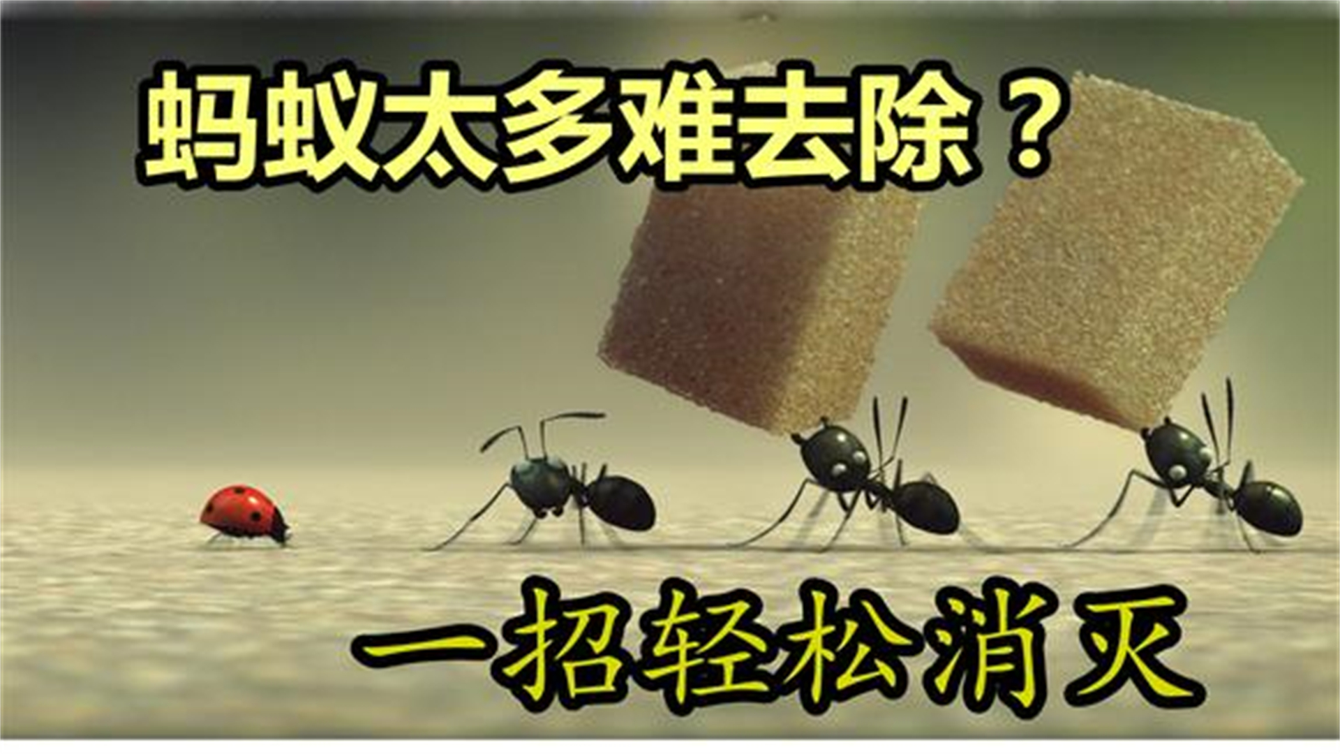 蚂蚁怕什么怎么治家里的蚂蚁,家里有蚂蚁没有除虫剂怎么办