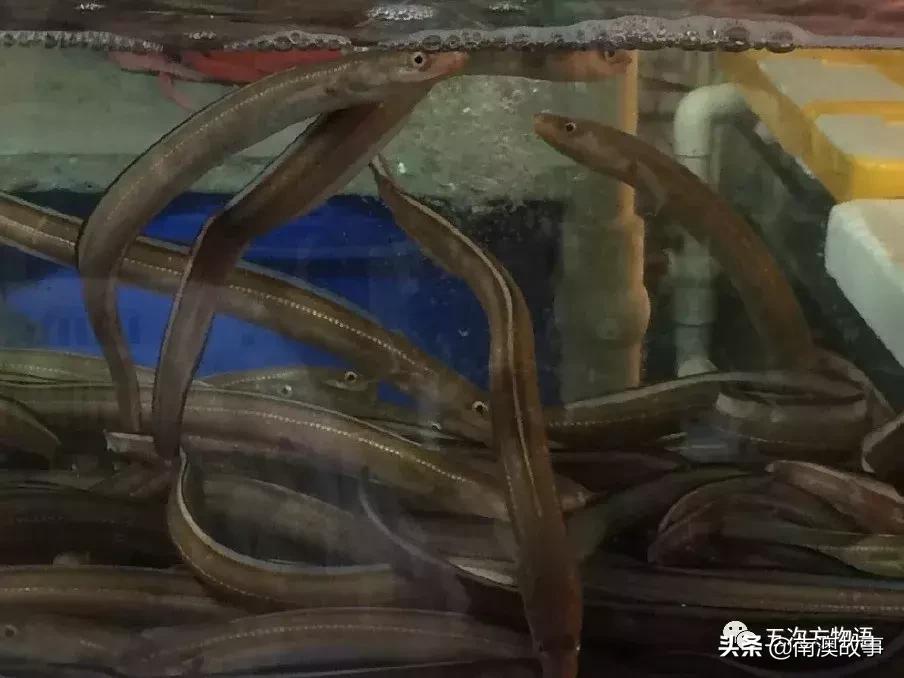 最受欢迎的海洋鱼排名,最受欢迎的十大海鲜