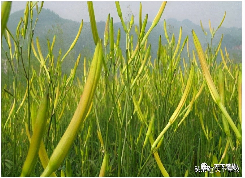东北林区野菜野果,牧区的一种野菜