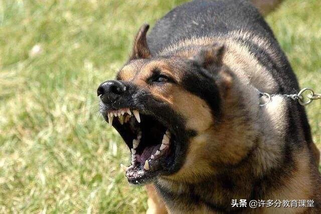 河北保定女童被2恶犬咬死，教你遇到恶犬咬人如何自救和救人