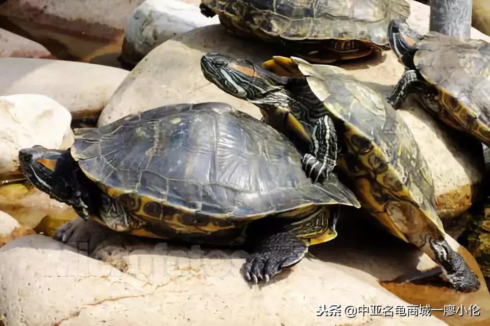 关于巴西龟的养龟小知识,养龟都是从巴西龟开始吗