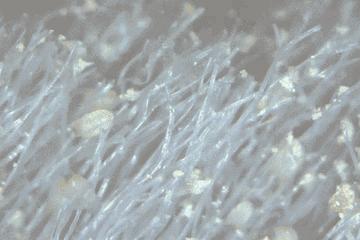 天气潮湿蘑菇长霉了怎么办,梅雨季节房间墙壁长霉怎么处理