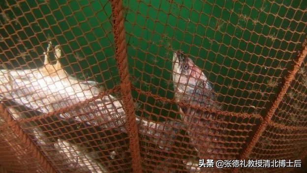 外媒曝光了挪威三文鱼养殖真相吗,挪威三文鱼养殖环境恶劣新闻