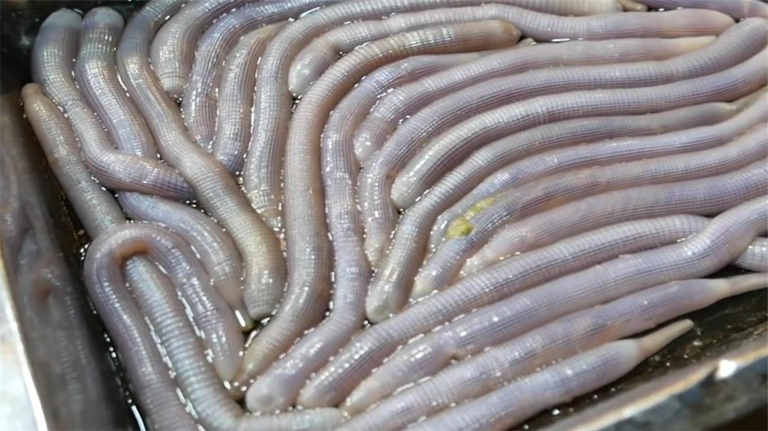 盘点六种其貌不扬的海鲜,这些外形奇葩而味道超级赞的海鲜