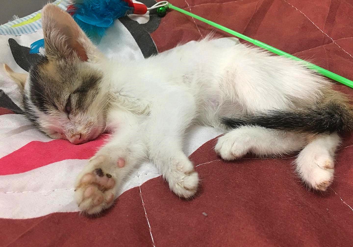 猫咪生病死前的症状都会有哪些,猫咪疾病临死前会有哪些症状