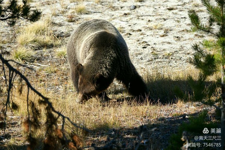 鍖楃編鏋儏闃虫柊,鍖楃編鏋儏鍥剧墖