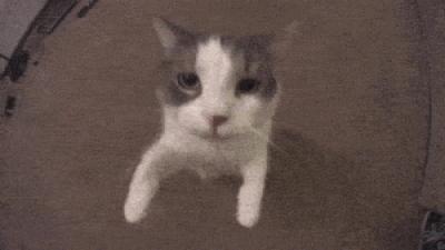 猫为什么会打呼噜？并且人类听了还特别爽？抖m吗？