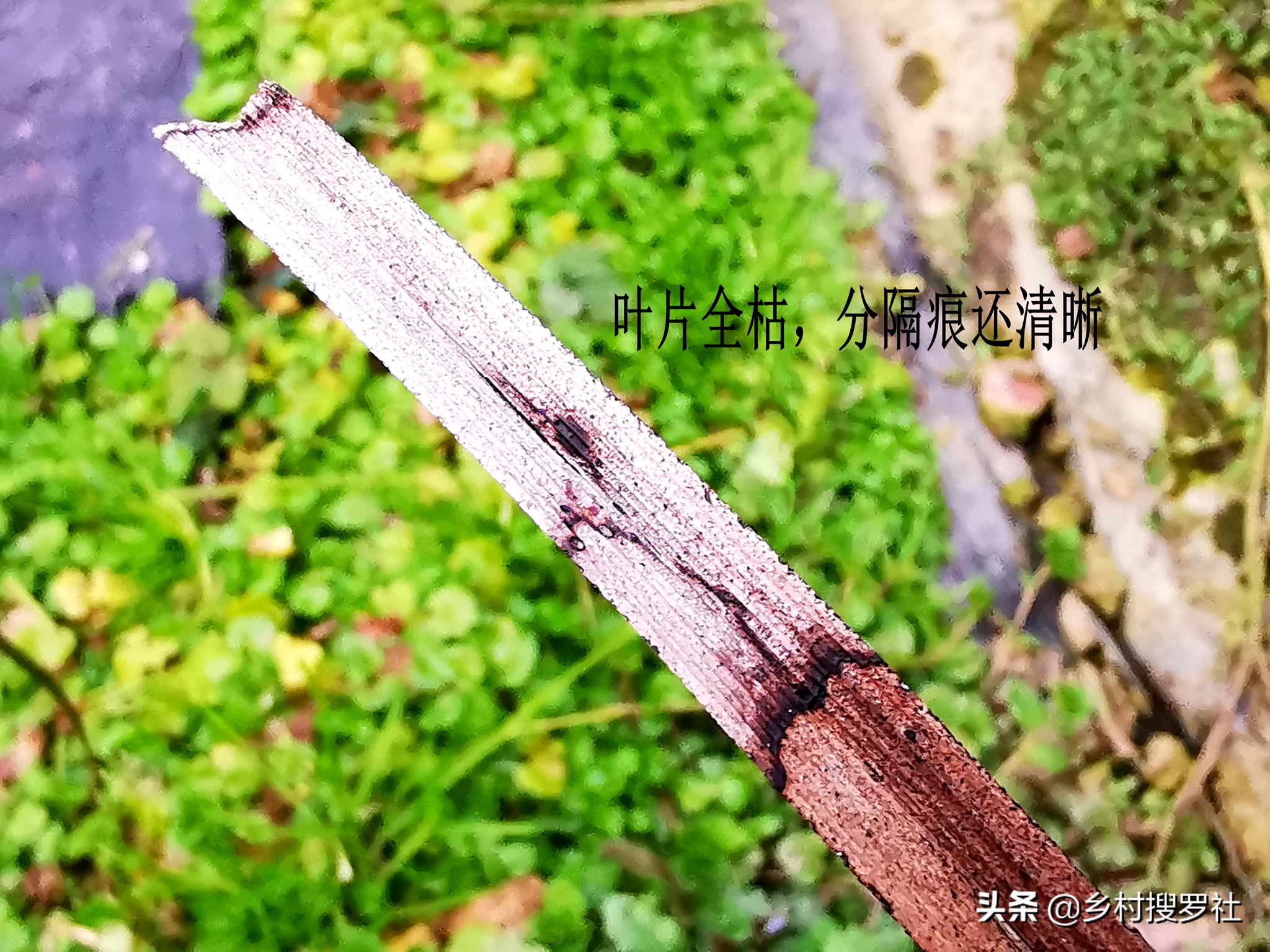 兰花得了炭疽病怎么治,兰花得了炭疽病怎么办