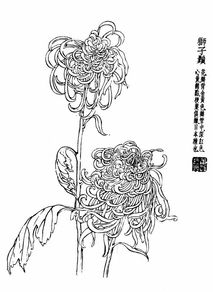 菊花白描基础花瓣的画法,白描菊花用笔