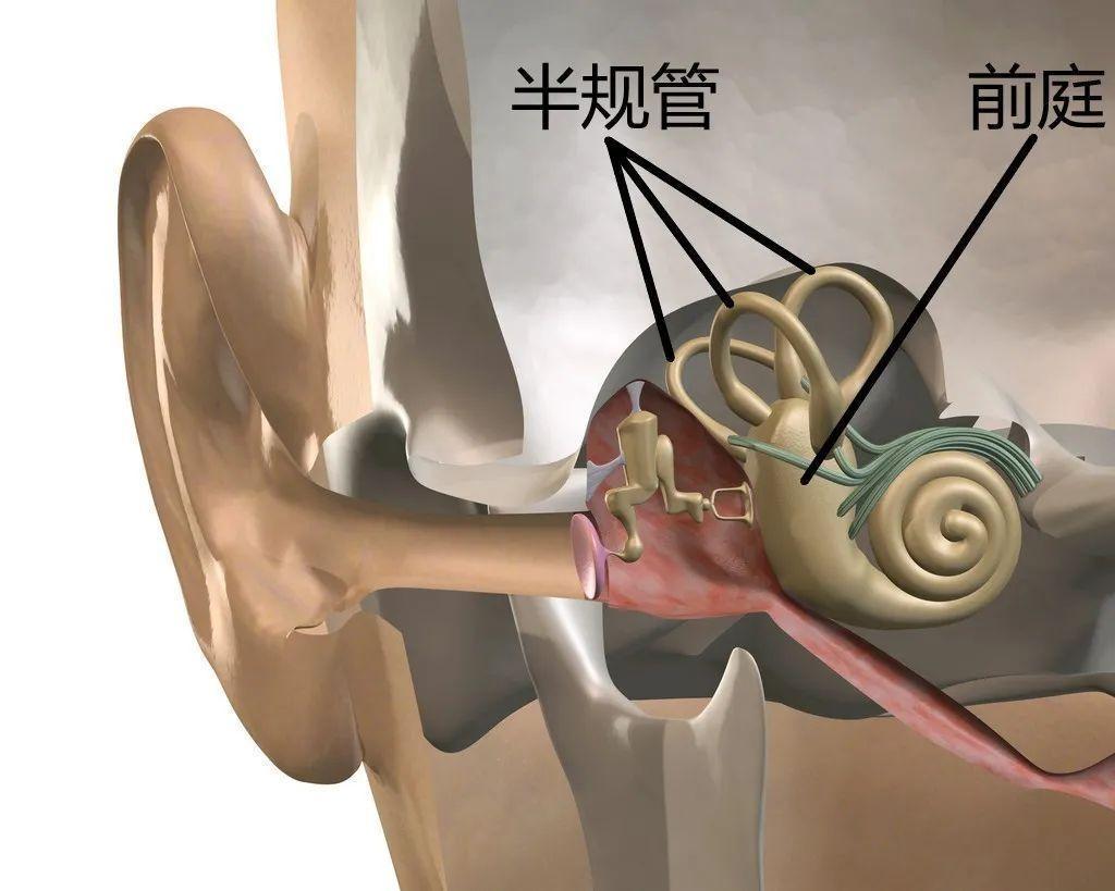 男子伸懒腰心脏骤停,男生起床后突然感觉到天旋地转