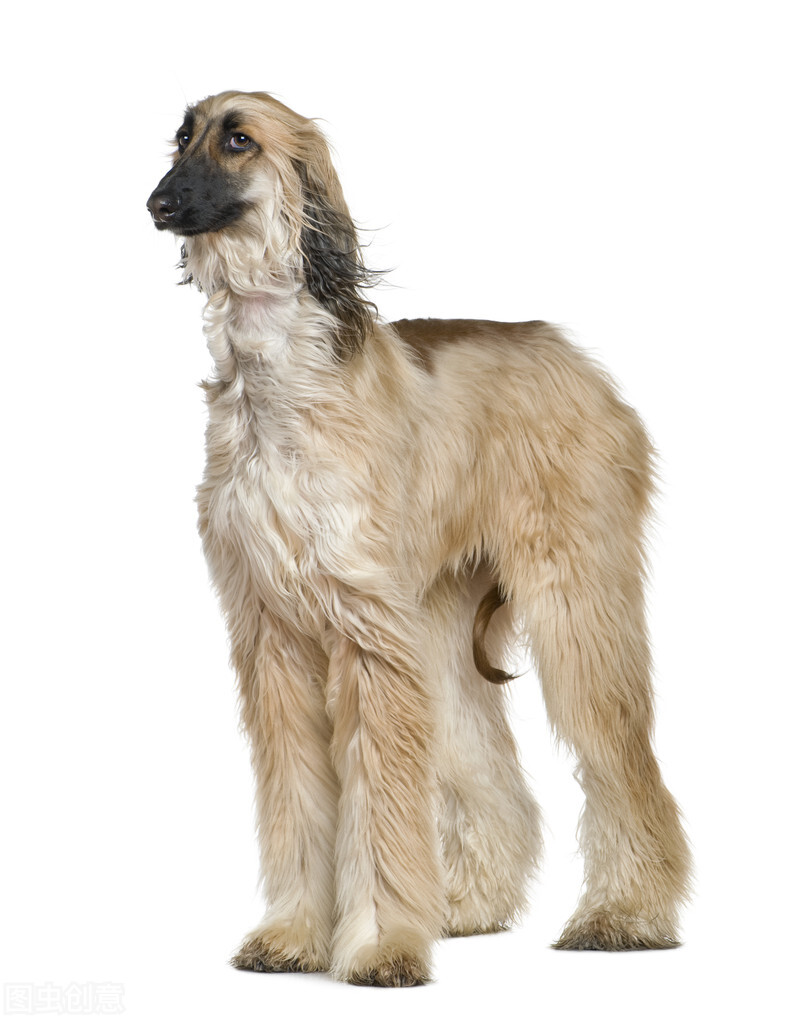 东方美犬,东方美狗狗