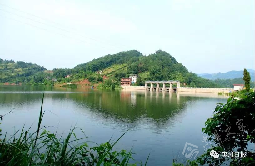 白石山林区生态环境,白石镇竹海