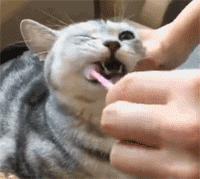 在办公室养猫是什么体验,不用牙膏只用牙刷给猫咪刷牙