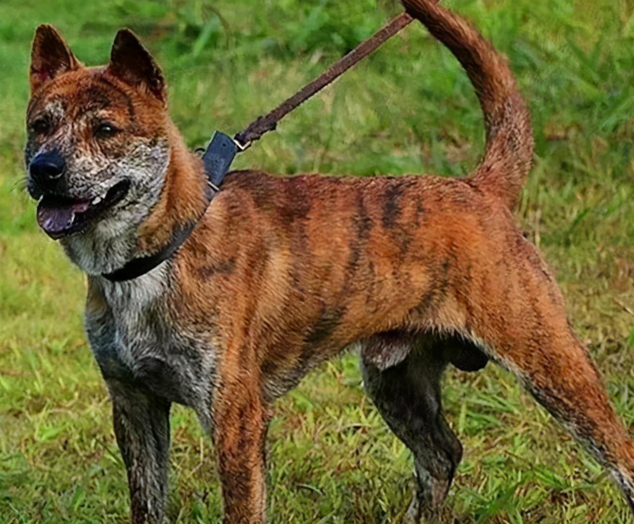 建议穷人养的10种狗田园犬,中华田园犬vs外国狗