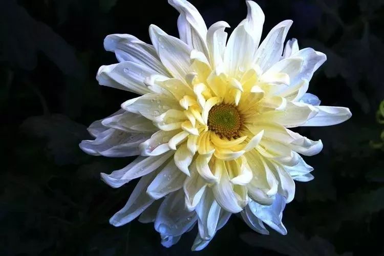 花中四君子菊花,花中四君子菊花的简介