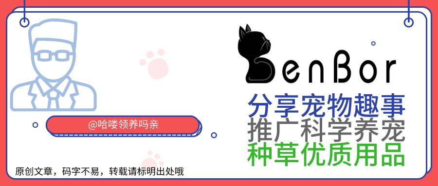 英短猫的颜色就能看出猫的脾气,猫咪不同颜色猫爪分辨猫咪的脾气