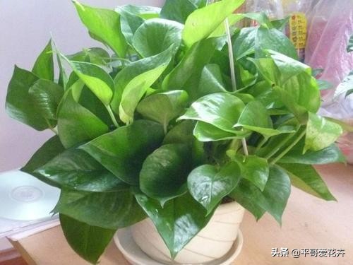 新房子装修放什么植物除甲醛,新房什么植物去除甲醛最好