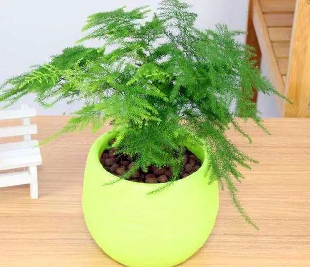 花卉绿植要怎么养护才长得好,养花技巧家庭养护绿植的小方法