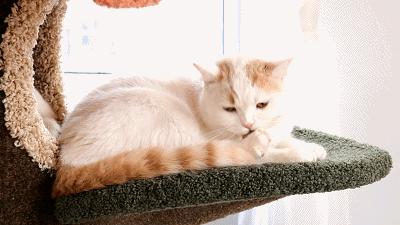 猫主子驾到,猫咪主子驾到