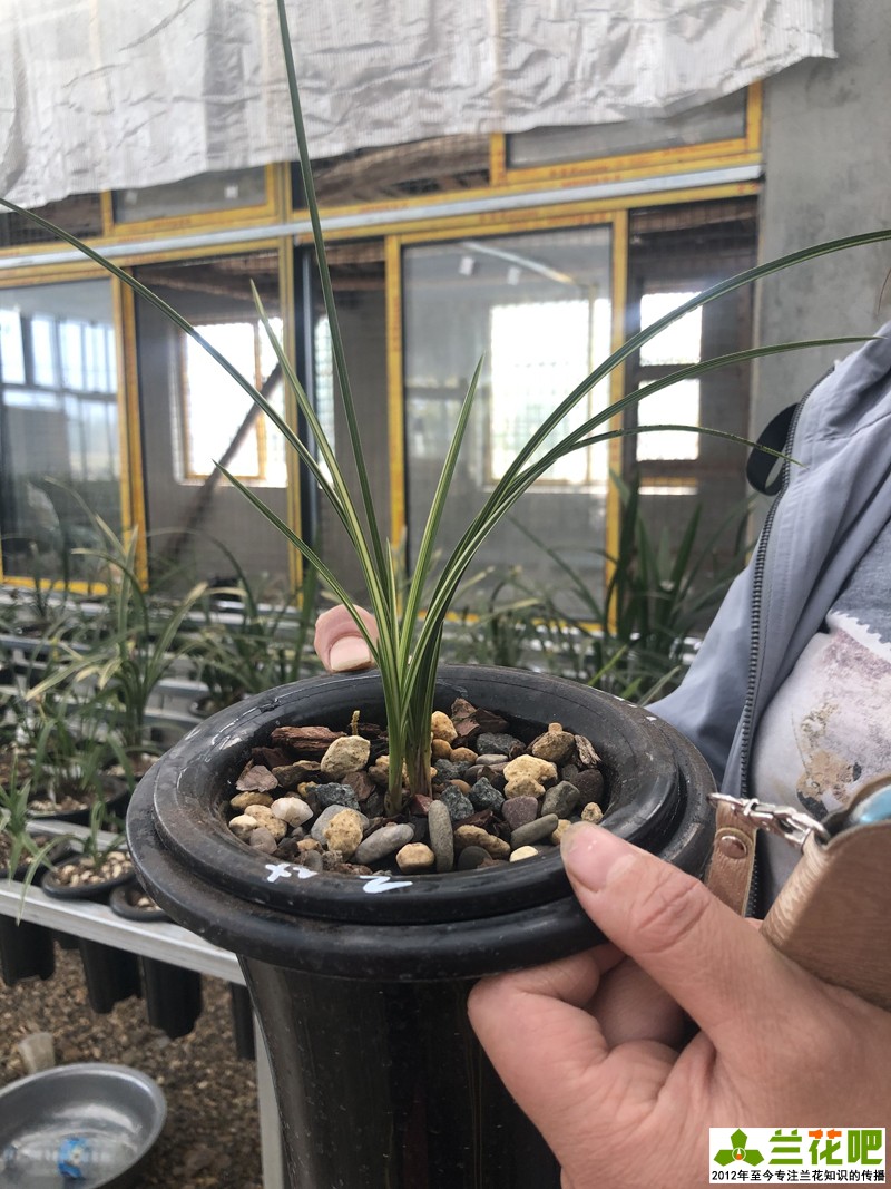 揭露直播间卖兰花的三个套路,云南兰花直播拍卖
