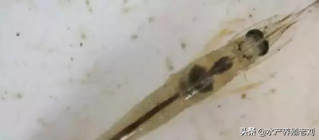 干货，还在花钱领会白对虾养殖方法么？你要的课程这里都有