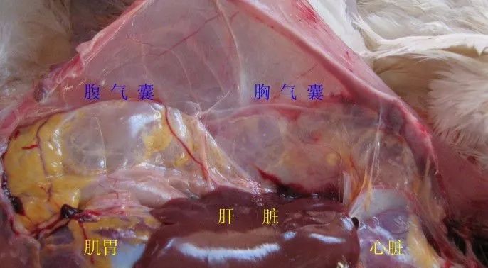 家禽常见疾病及检测方法书籍,家禽养殖疾病诊断