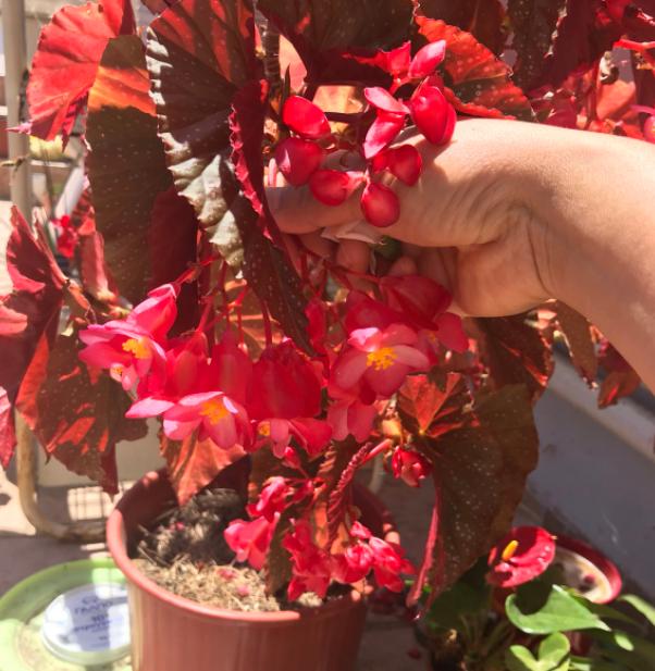 竹节海棠花期叶子太密怎么处理,竹节海棠开花少怎么回事