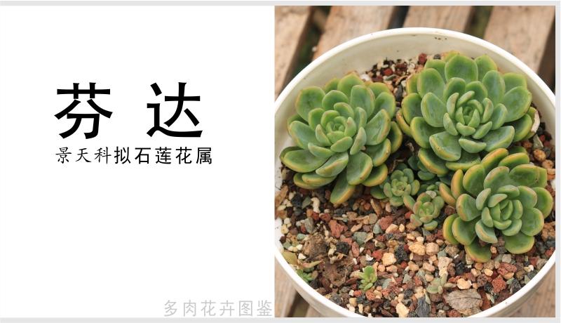 芬达多肉单头,芬达多肉植物