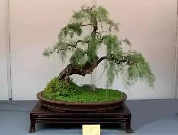 想做盆景的可以做什么,想做盆景有前途吗