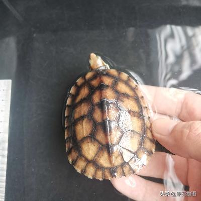 盘龟壳会玉化包浆后效果视频,龟壳盘多久玉化包浆起荧光