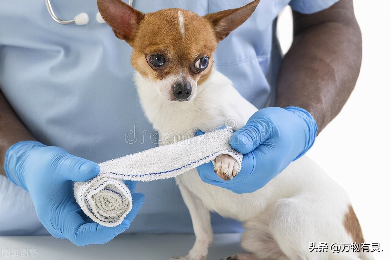 狗狗被咬伤后结痂去掉,狗狗没有狂犬病被咬伤