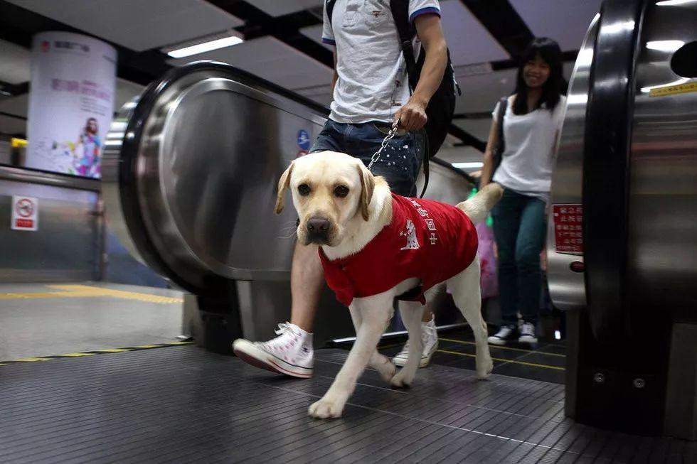 导盲犬一般都是什么品种,导盲犬是什么品种狗狗呢