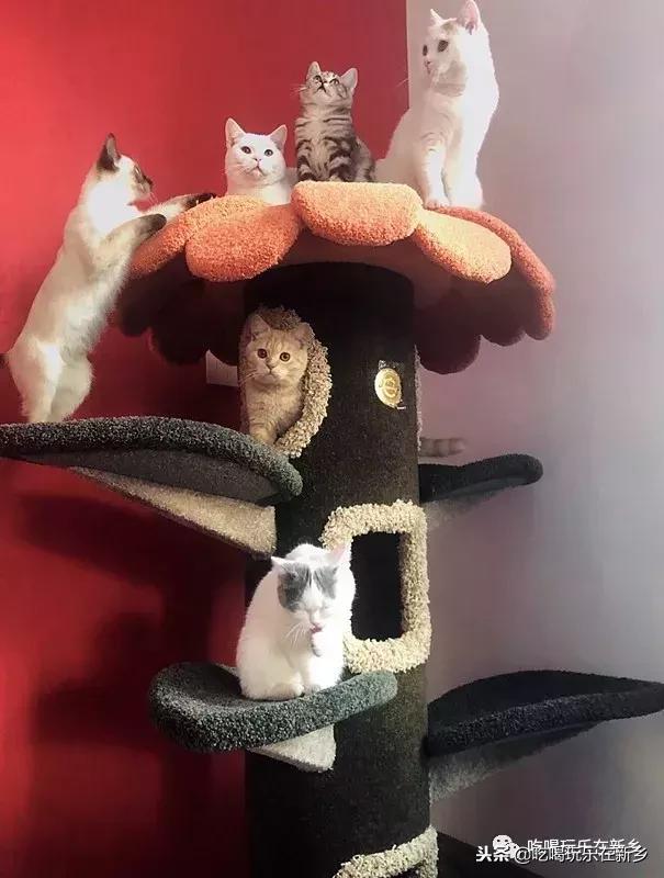 猫主子驾到,猫咪主子驾到