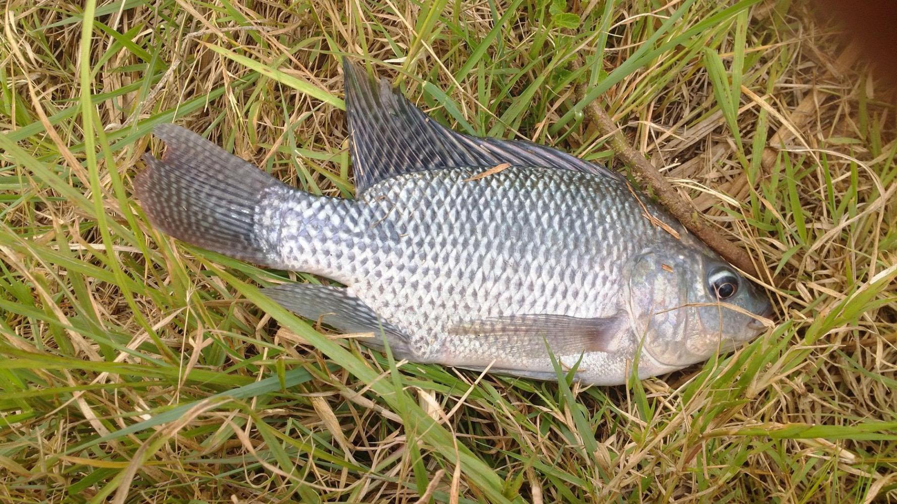 大罗非习性与垂钓方法,罗非习性与垂钓方法