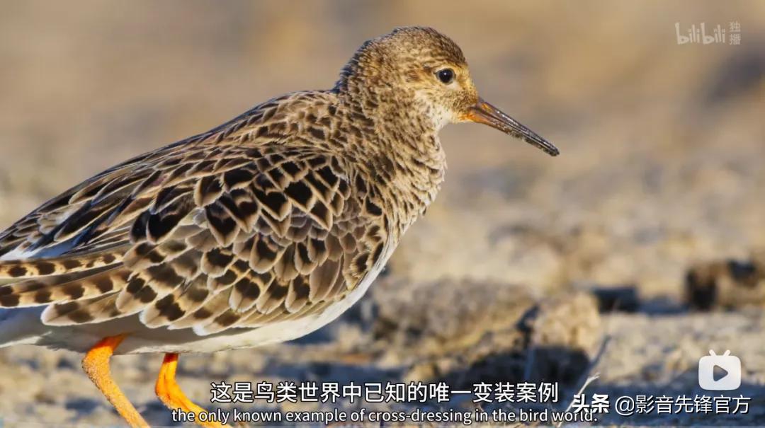 这么多限制级的画面和台词，竟然都能免费观看