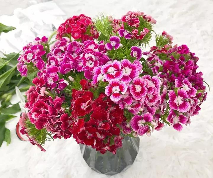 五月份被公认阳台最好养的10种花,喜阴耐旱适合室内养的50种花