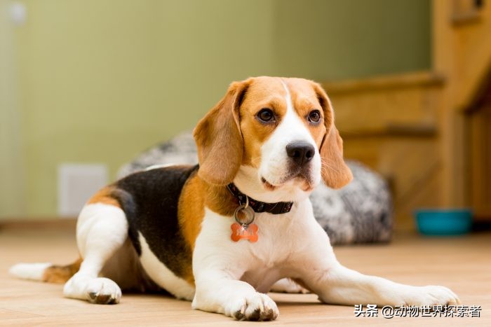 适合家庭的十大犬种,家庭宠物犬的推荐犬种