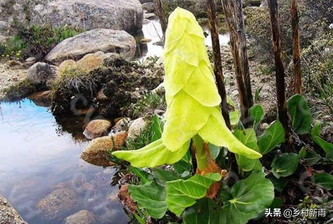 塔黄藏药配方大全,藏药塔黄能治哪种病