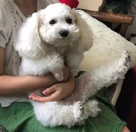 狗狗脚抽筋走路一瘸一拐,狗狗脚抽筋