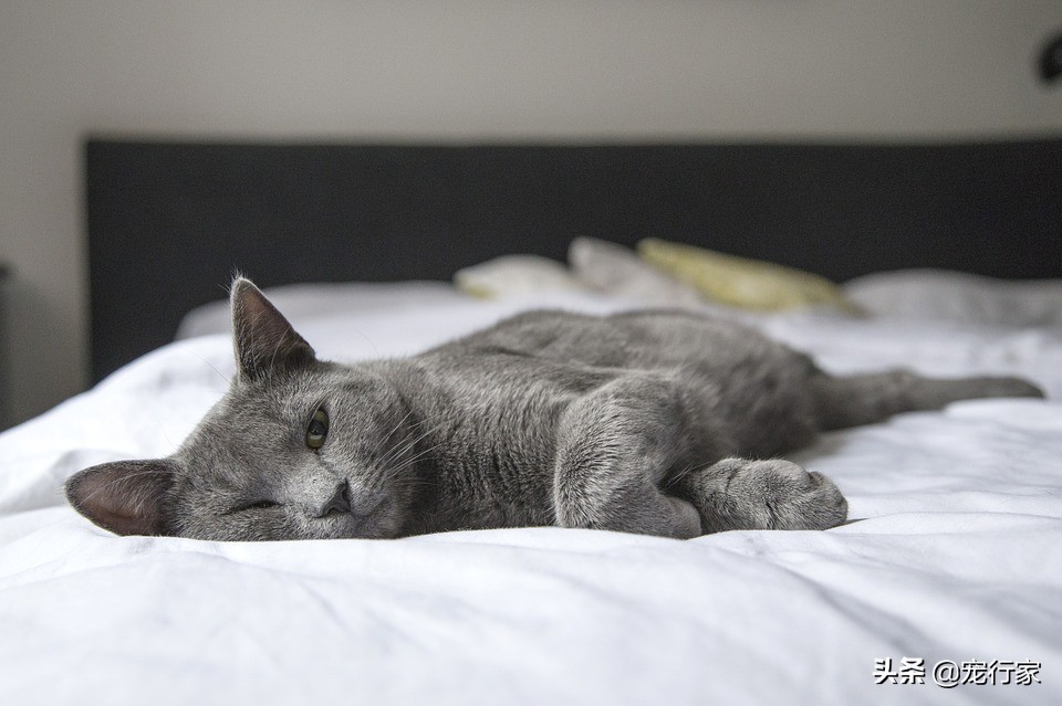 怎么处理猫毛最快最有效,处理猫毛的有效方法