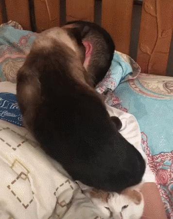 猫咪没坏心眼视频,猫咪无聊的十个表现图片